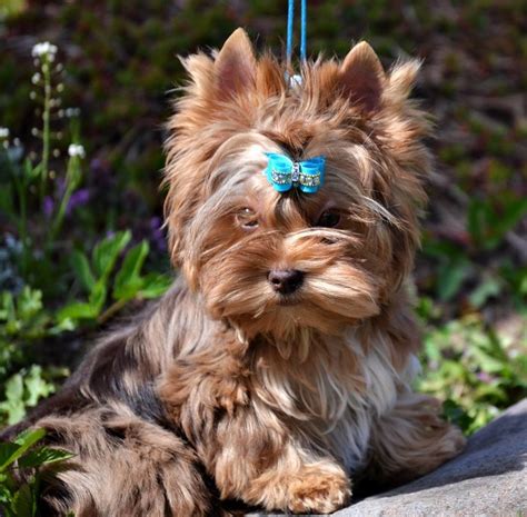 The size of a male blue <b>merle</b> mini Aussie is between 14 to 18 inches, while the females are 13 to 17 inches. . Red merle yorkie